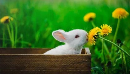 9游-马赛新援闪耀欧洲赛场，成为球队新核心，马赛联赛