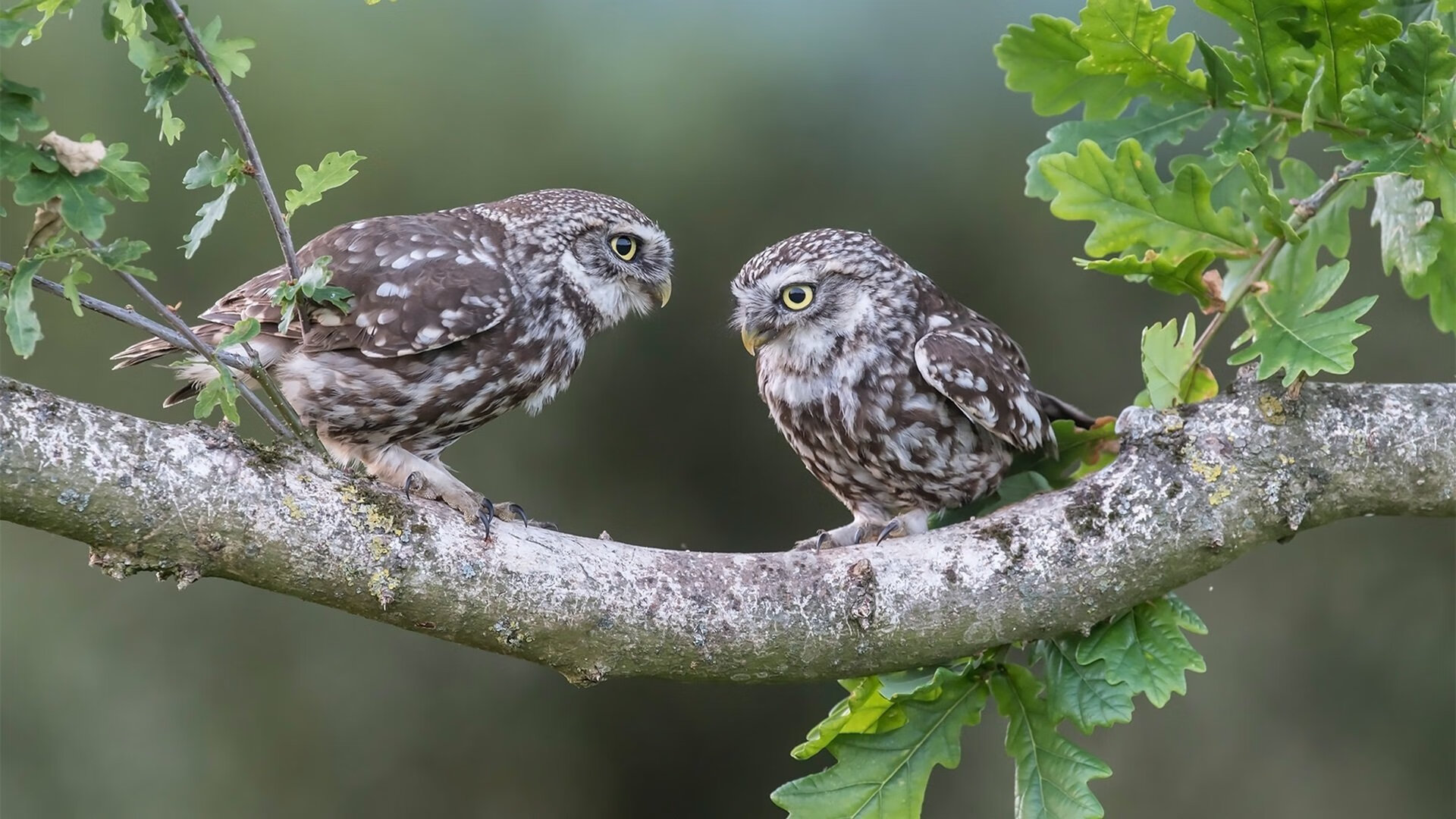 九游娱乐(jiuyou)官网-智能硬件助力：让比赛更公平、更高效、更炫酷，智能硬件mz