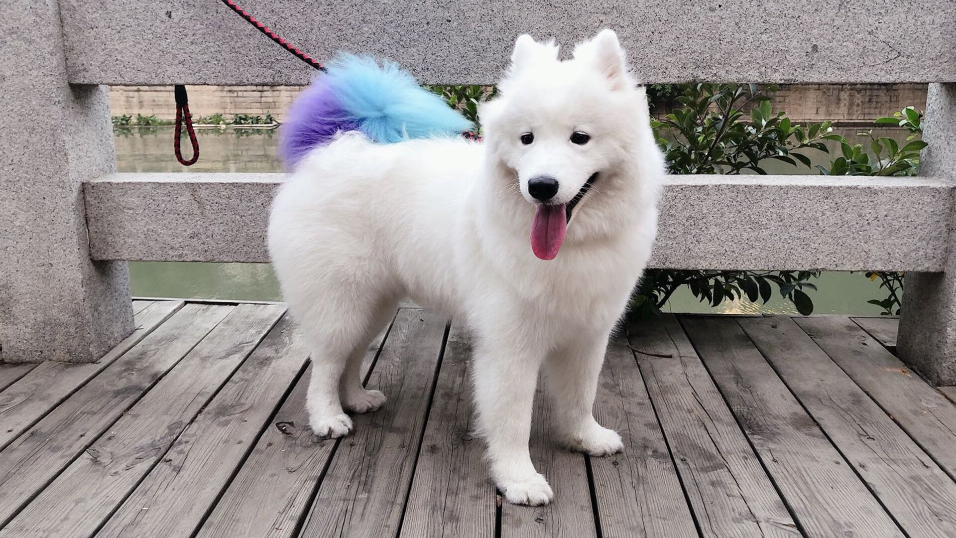 九游-王者荣耀 新赛季冠军呼声高涨，王者荣耀冠军赛时间