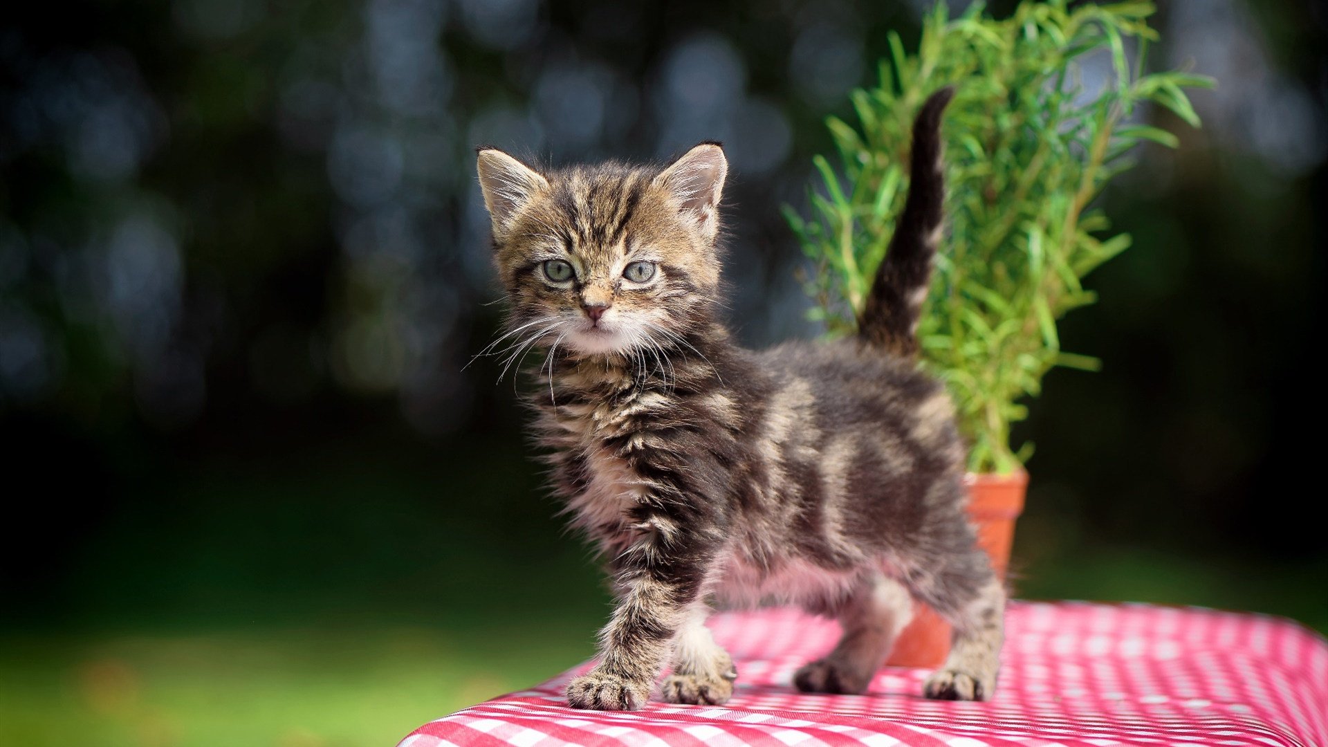 九游游戏中心官网-电竞产业链深度分析：硬件、内容、市场三驾马车齐驱，电竞产业概述