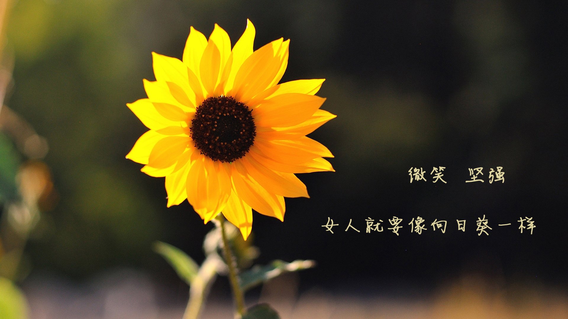 九游app下载中心-LCK战队阵容深度增强，lck队伍阵容