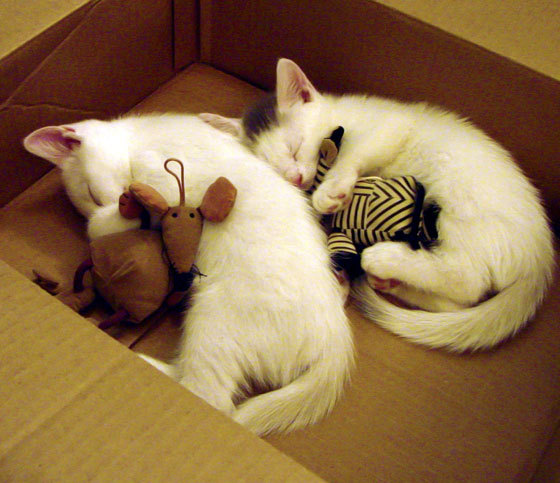 Jiuyou-拉齐奥主帅调整奏效，客场擒下博洛尼亚，拉齐奥是什么联赛