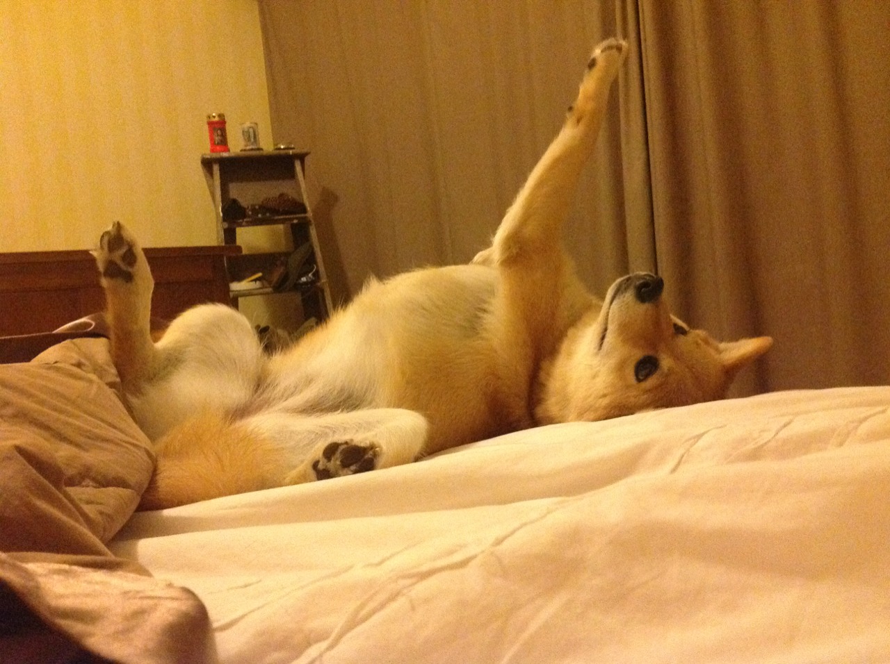 九游官网下载电脑版-阿森纳客场失利，保级形势雪上加霜，阿森纳最新