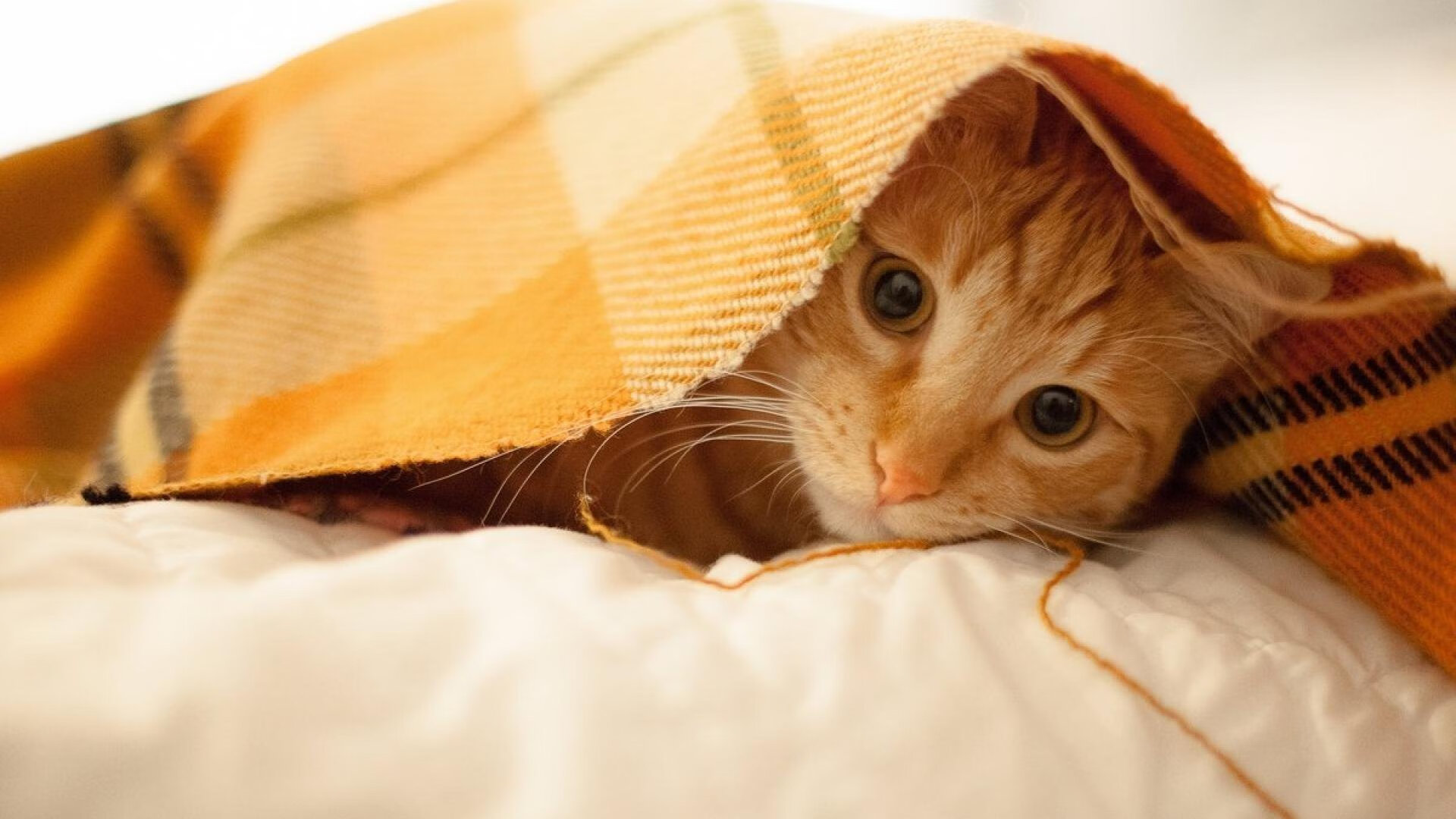 九游app下载中心-韩选手星际争霸队伍战术调整，星际争霸3v3中韩对抗