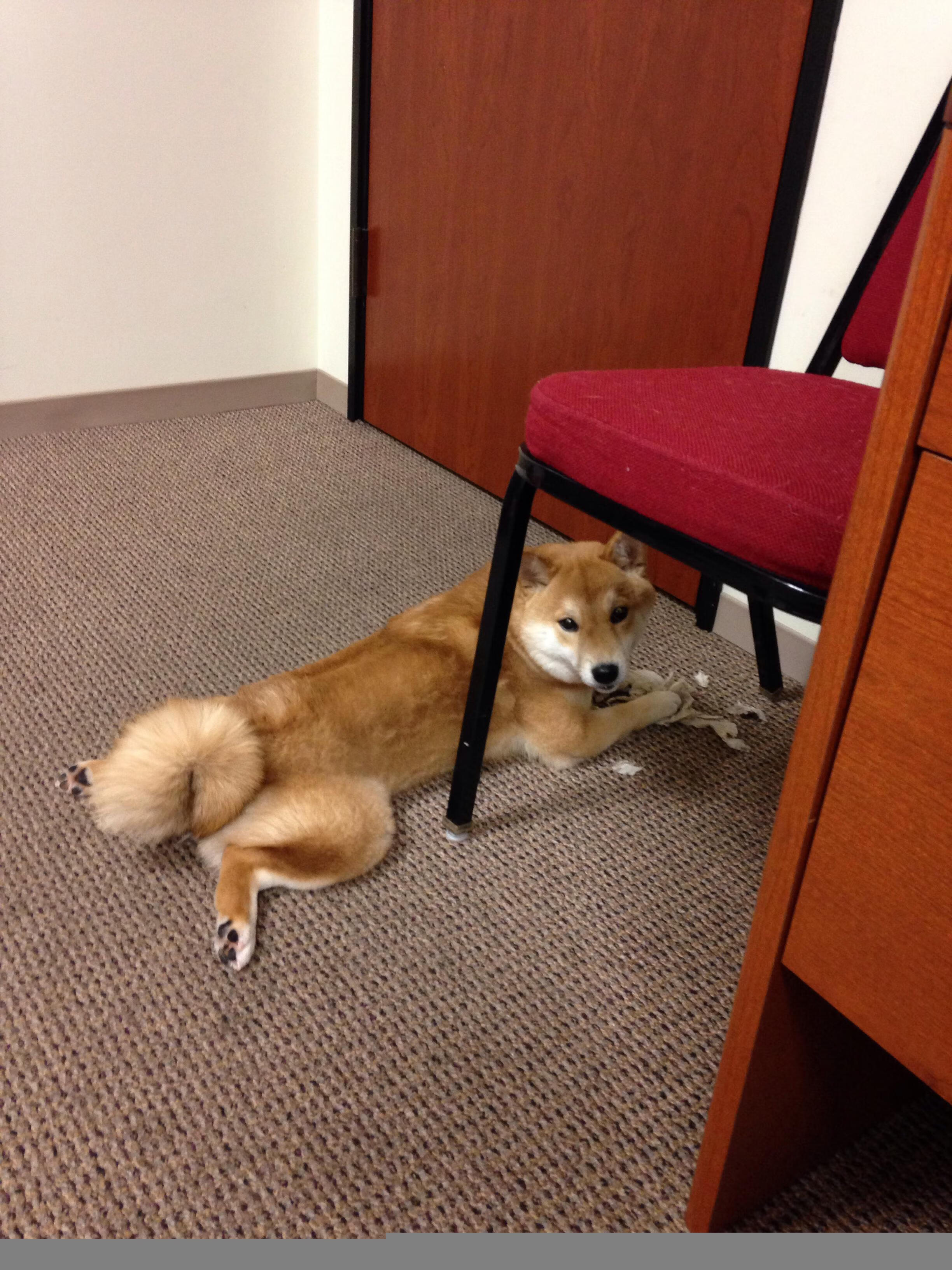 九游登录入口-篮球教练员战术沟通效率提升研究，篮球教练战术安排