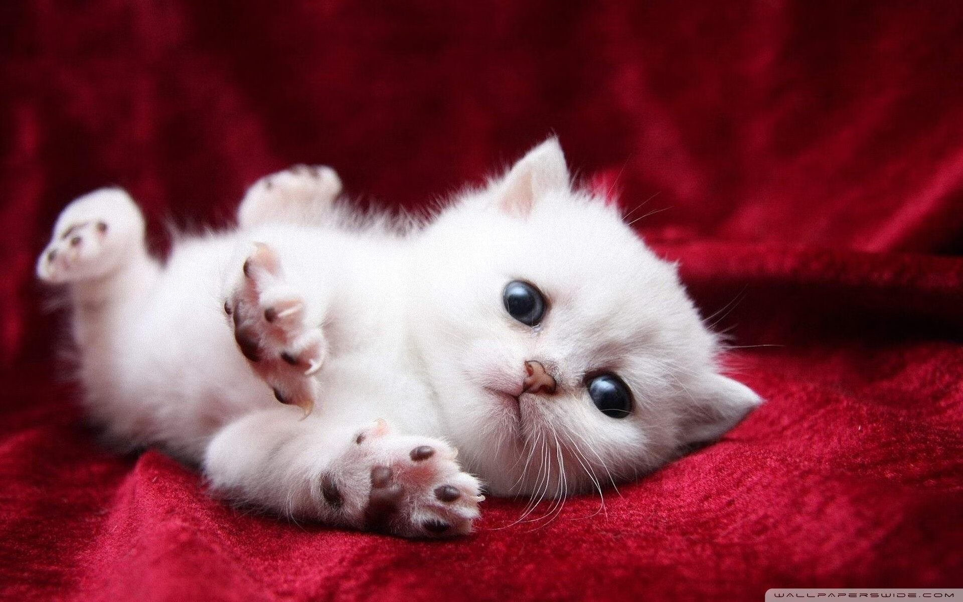 九游下载安装-中国香港乒乓球未来发展：如何从本土赛场走向世界舞台，香港 乒乓球