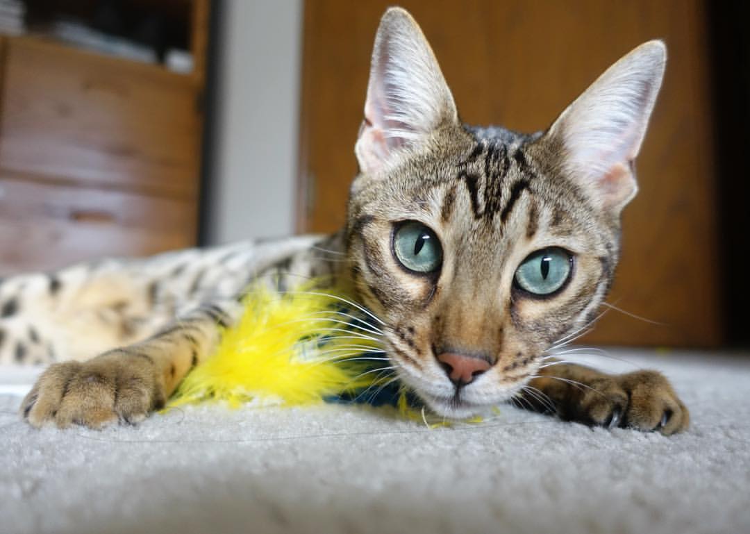 JIUYOU GAMING-体育+文旅融合，天府新区释放发展新动能，天府新区文旅城