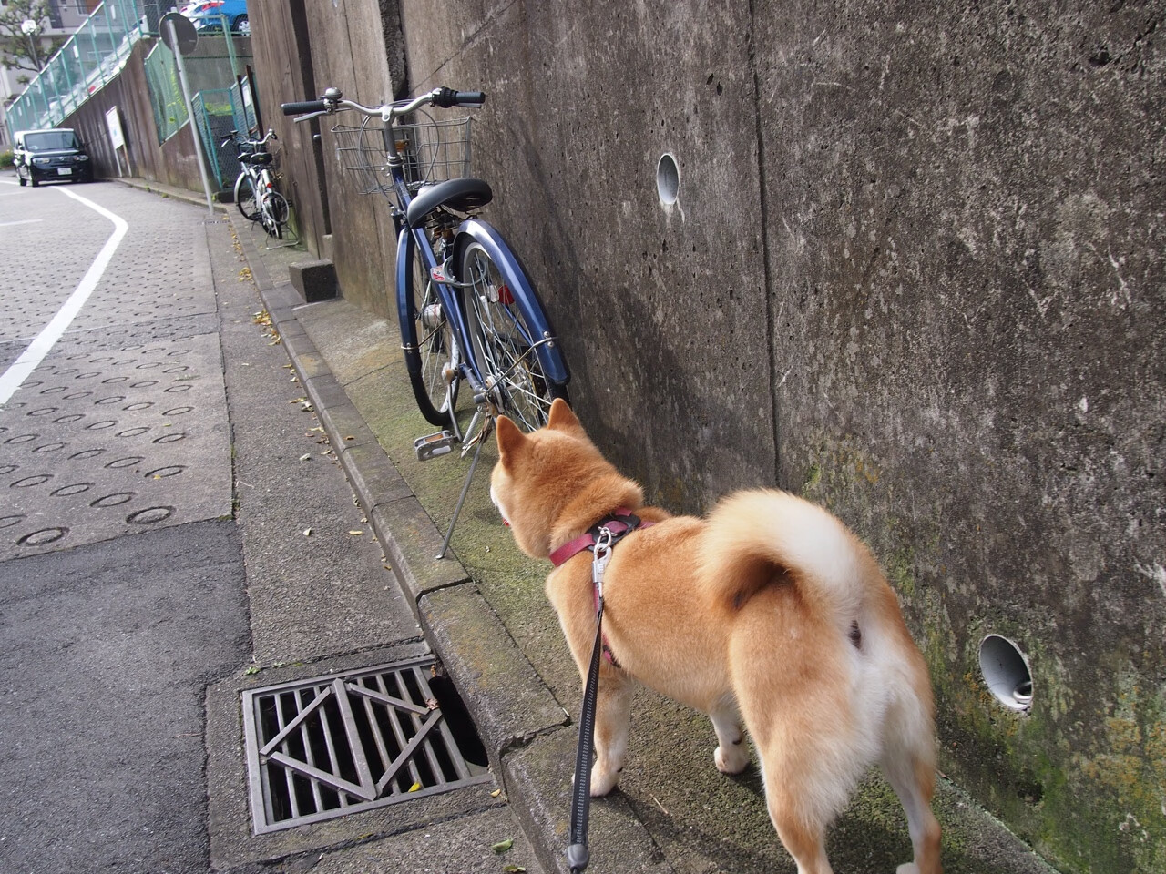 九游sports-俱乐部管理制度改革缓慢，俱乐部制度有哪些