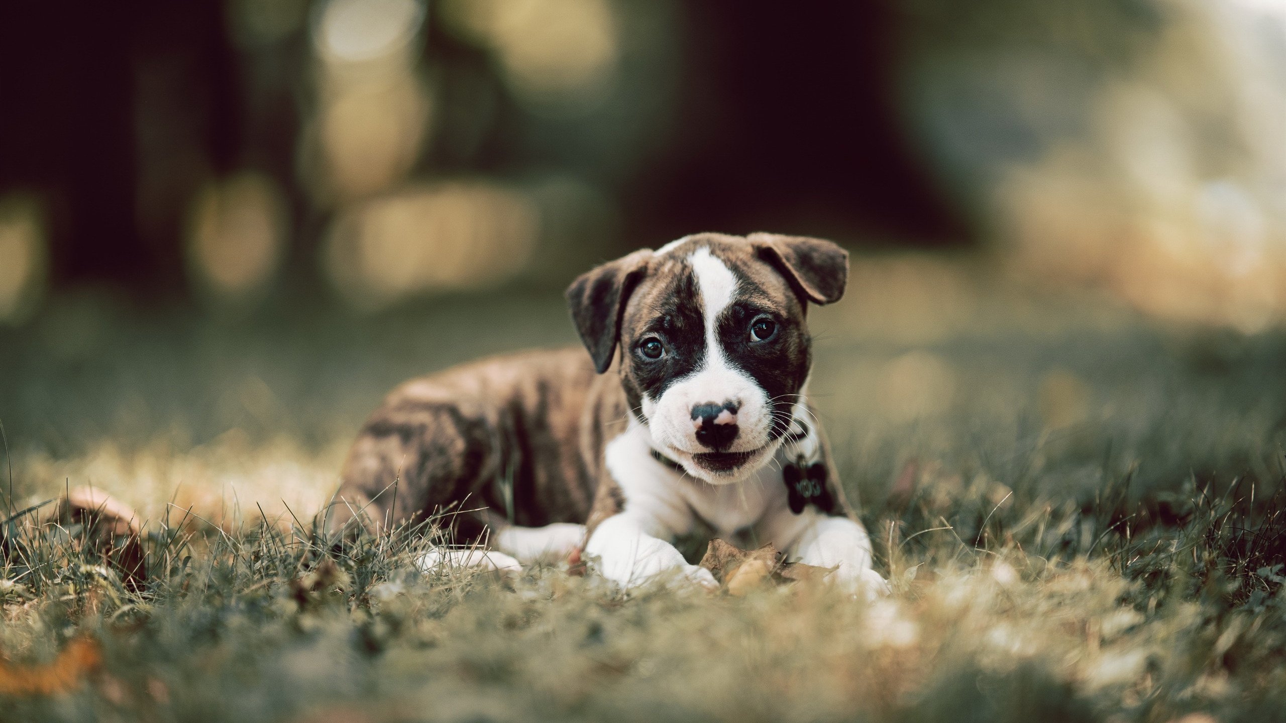 九游（jiuyou.com）游戏-南非自由泳选手逆风翻盘，南非自由泳选手逆风翻盘视频