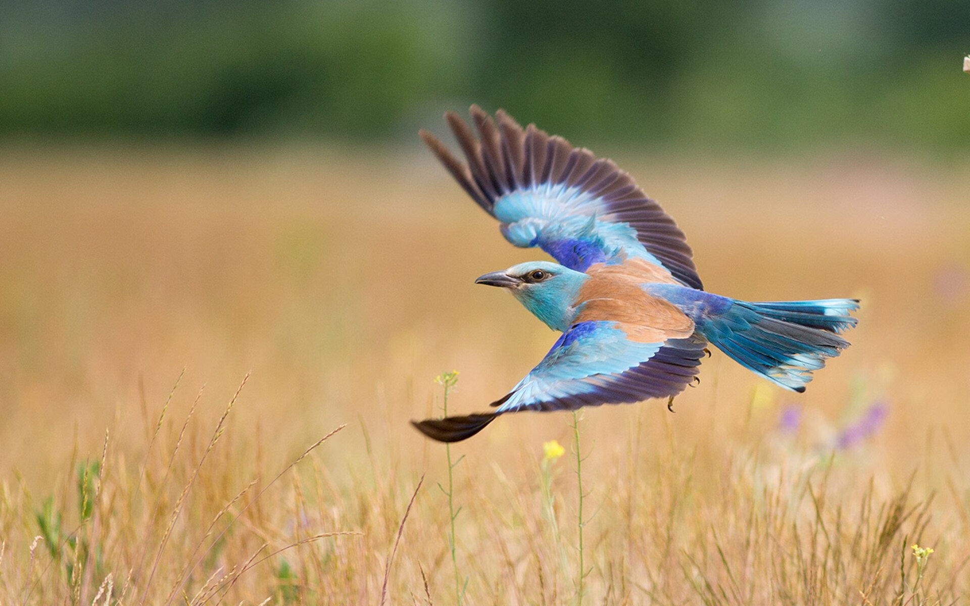 JIU YOU GAME-拉恩：凭借超强的爆发力，他能在几秒钟内打破对方防线，拉恩拉恩是什么歌